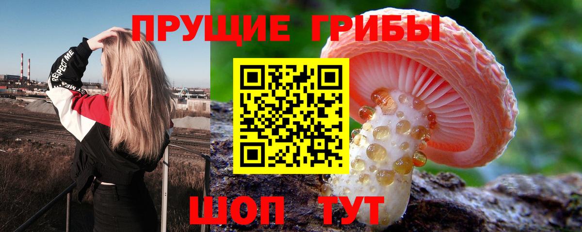 Псилоцибиновые грибы Psilocybine cubensis Нижний Новгород